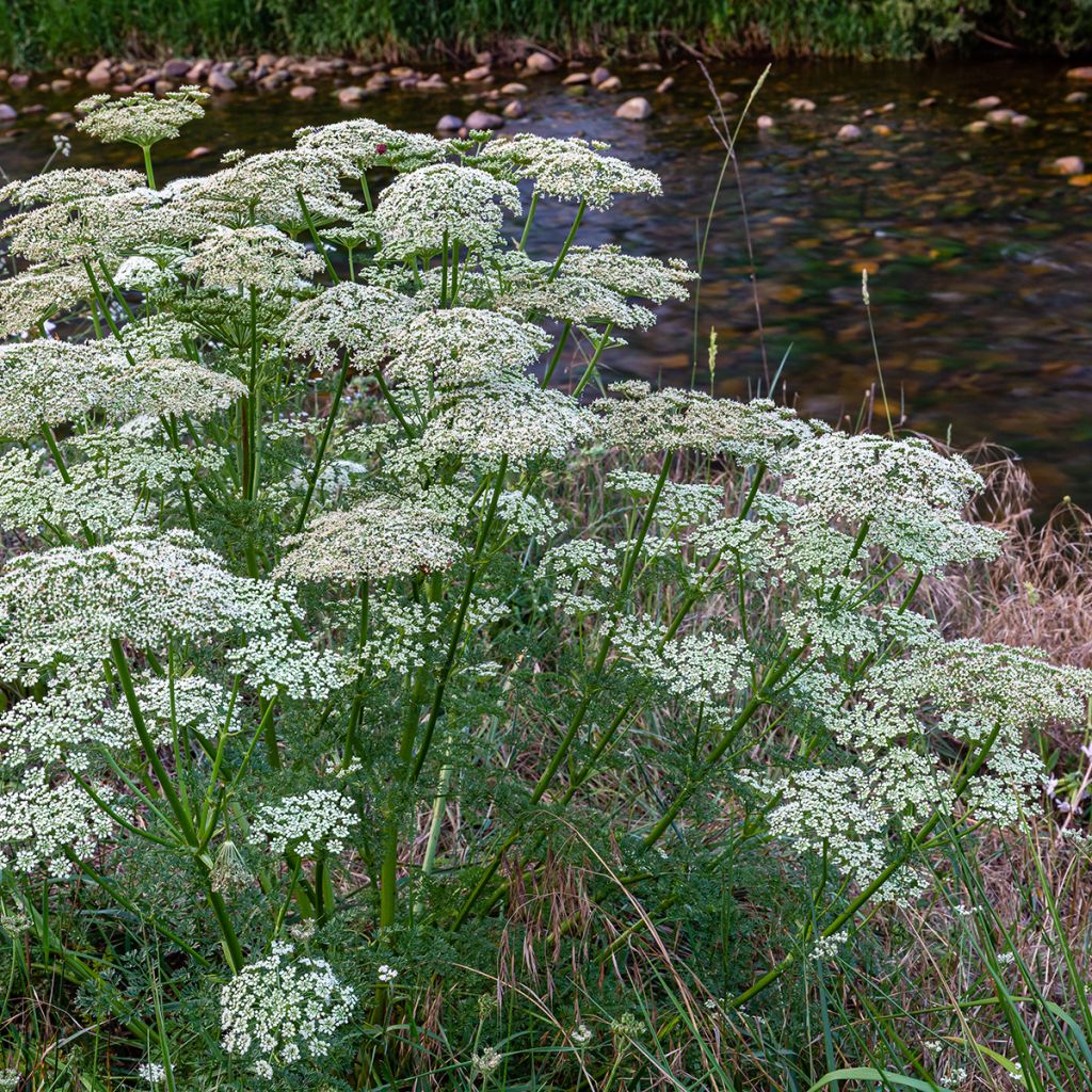 Porkkana (siemenet) - Daucus carota