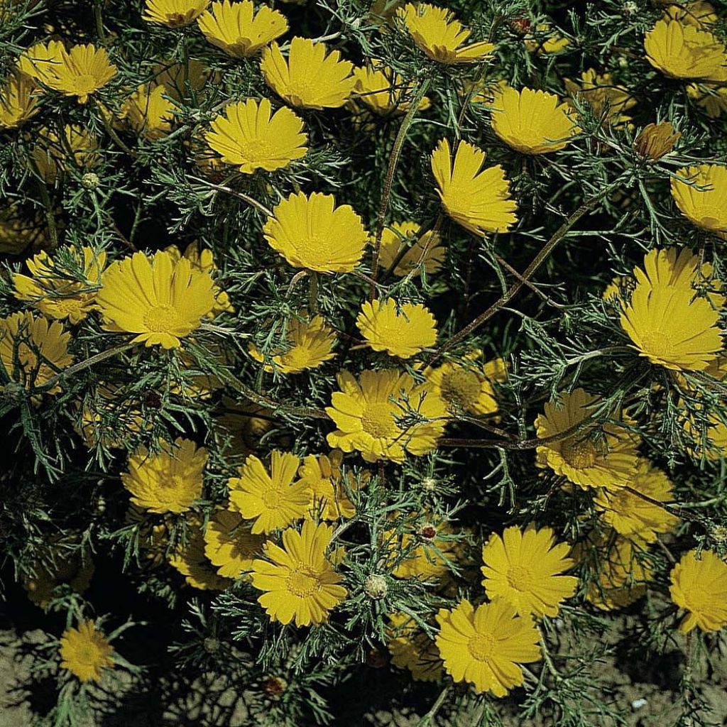 Cladanthus arabicus Golden Crown (siemenet)