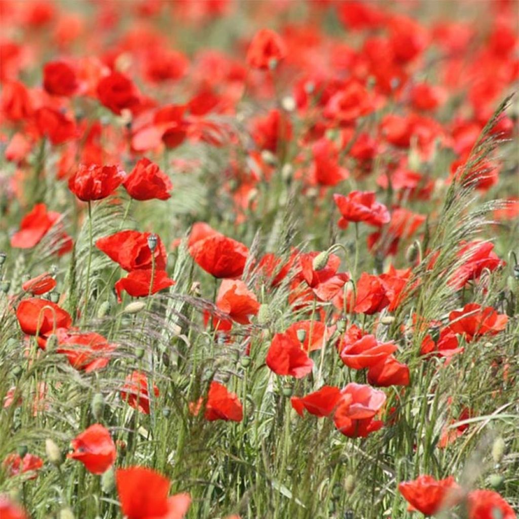 Silkkiunikko luomu (siemenet) - Papaver rhoeas2