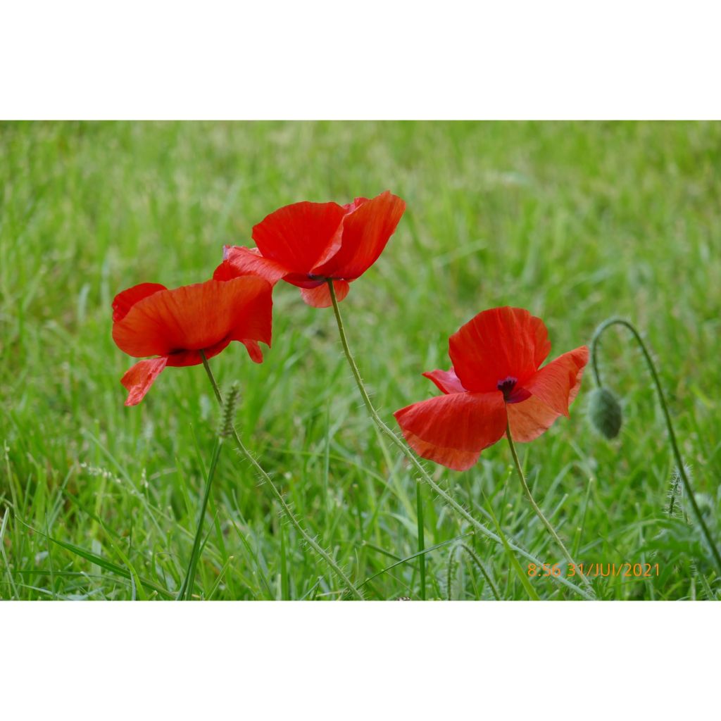 Silkkiunikko (siemenet) - Papaver rhoeas