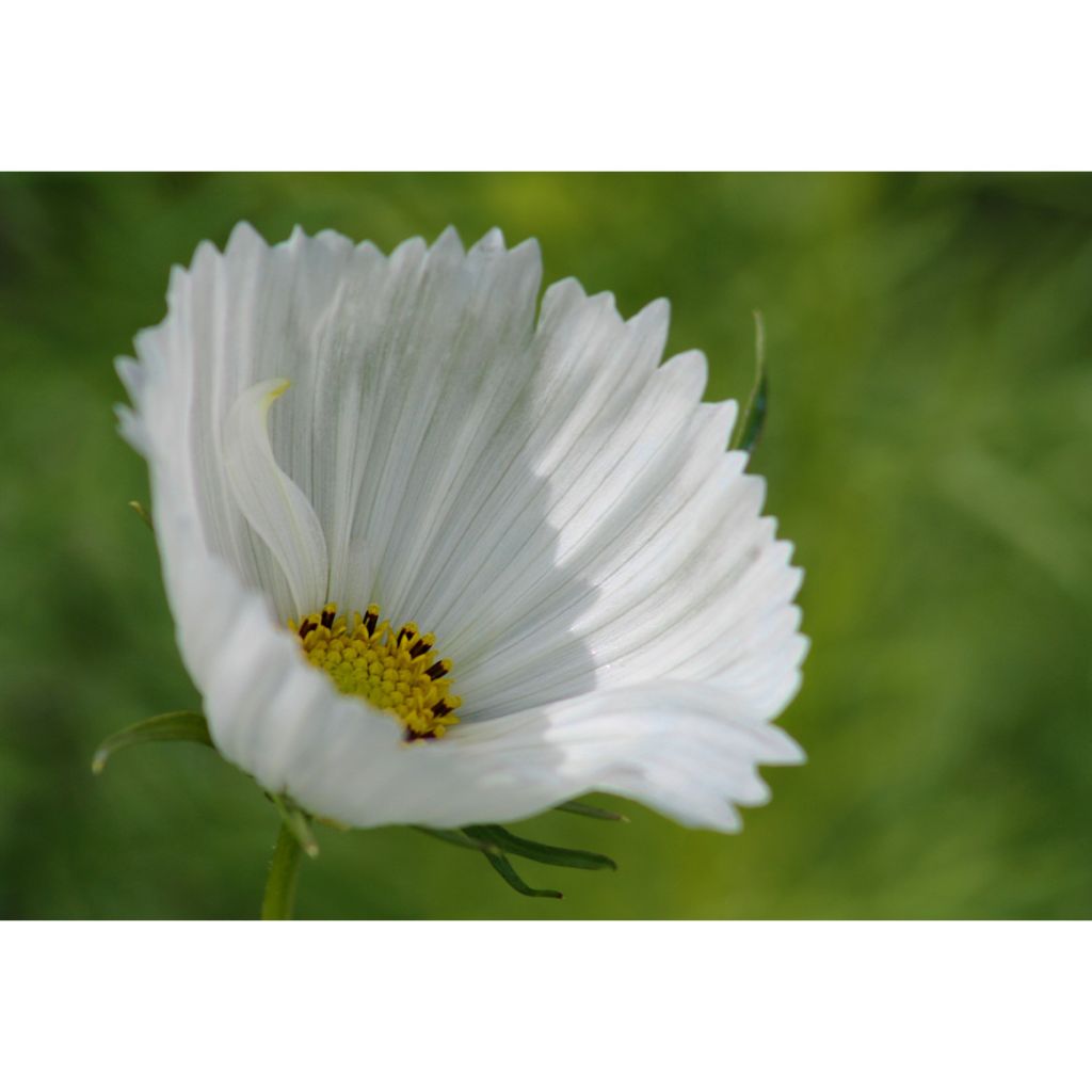 Kosmoskukka Cupcakes White (siemenet)