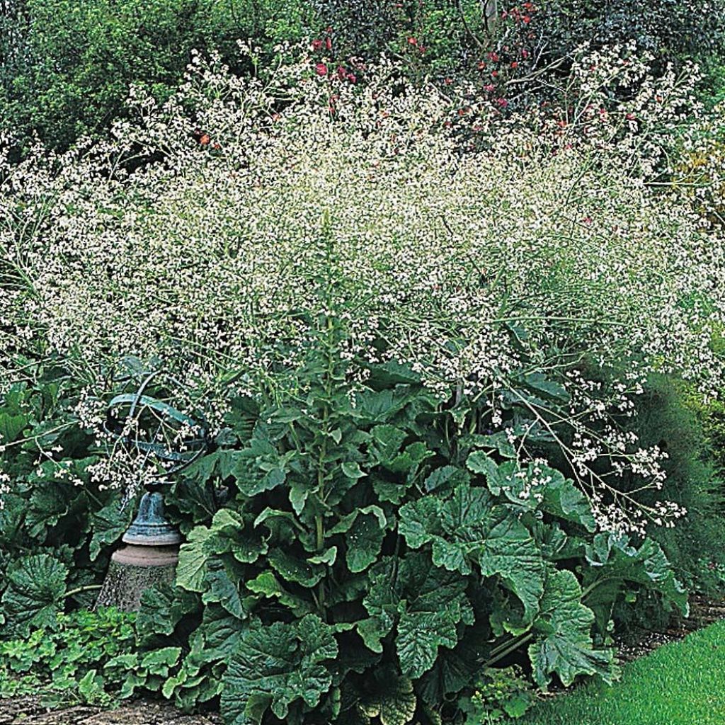 Herttamerikaali (siemenet) - Crambe cordifolia