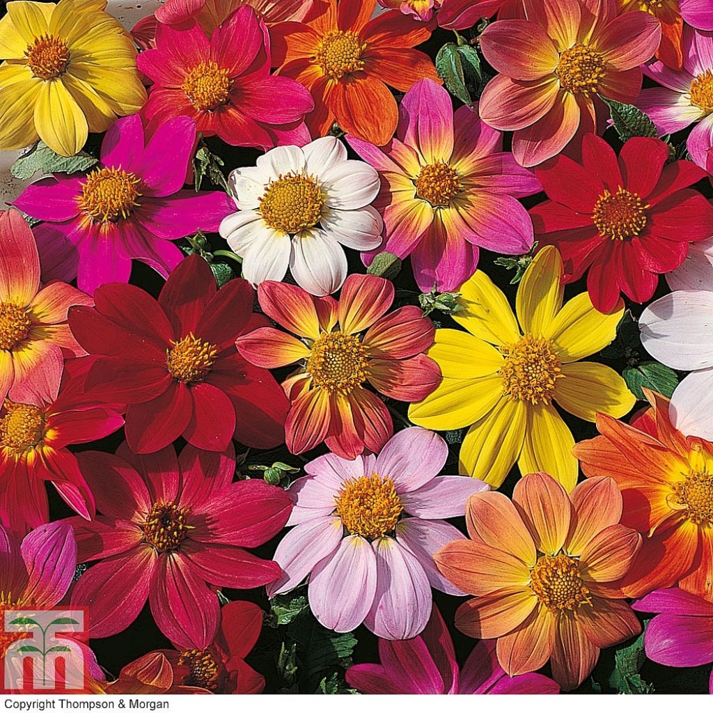Tarhadaalia Species mixed