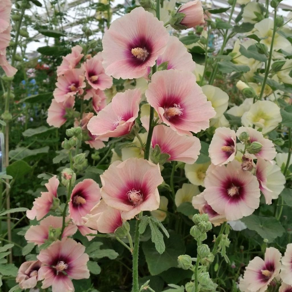 Tarhasalkoruusu Halo Apricot (siemenet)