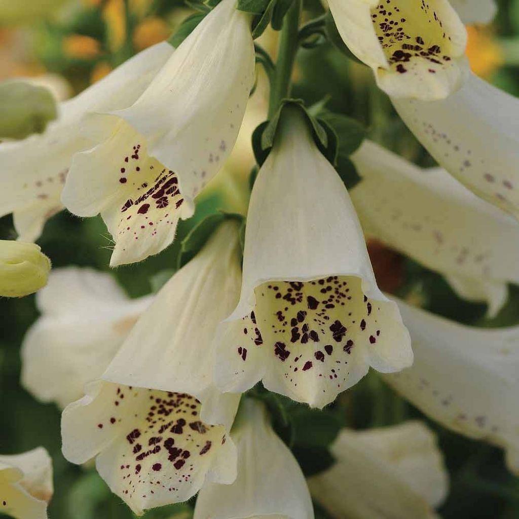 Sormustinkukka Dalmatian Cream F1 (siemenet)