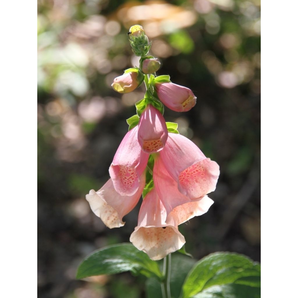 Rohtosormustinkukka Dalmatian Peach (siemenet)