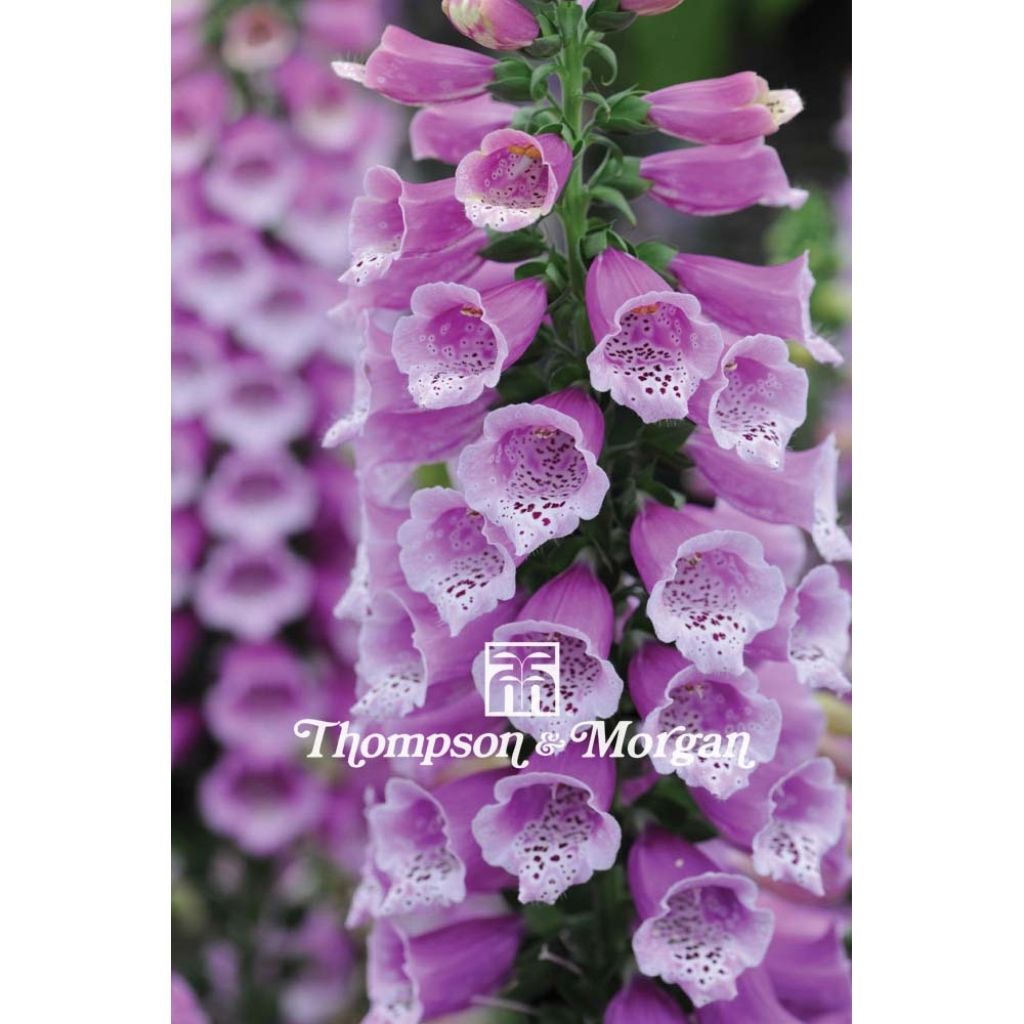 Sormustinkukka Dalmatian Purple F2 (siemenet)