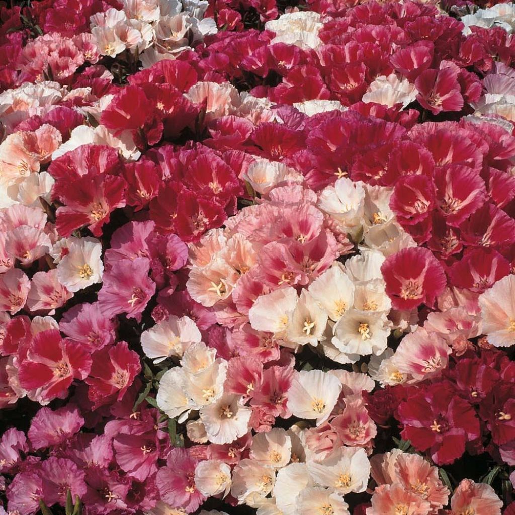 Isosilkkikukka Fruit Punch mixed (siemenet)