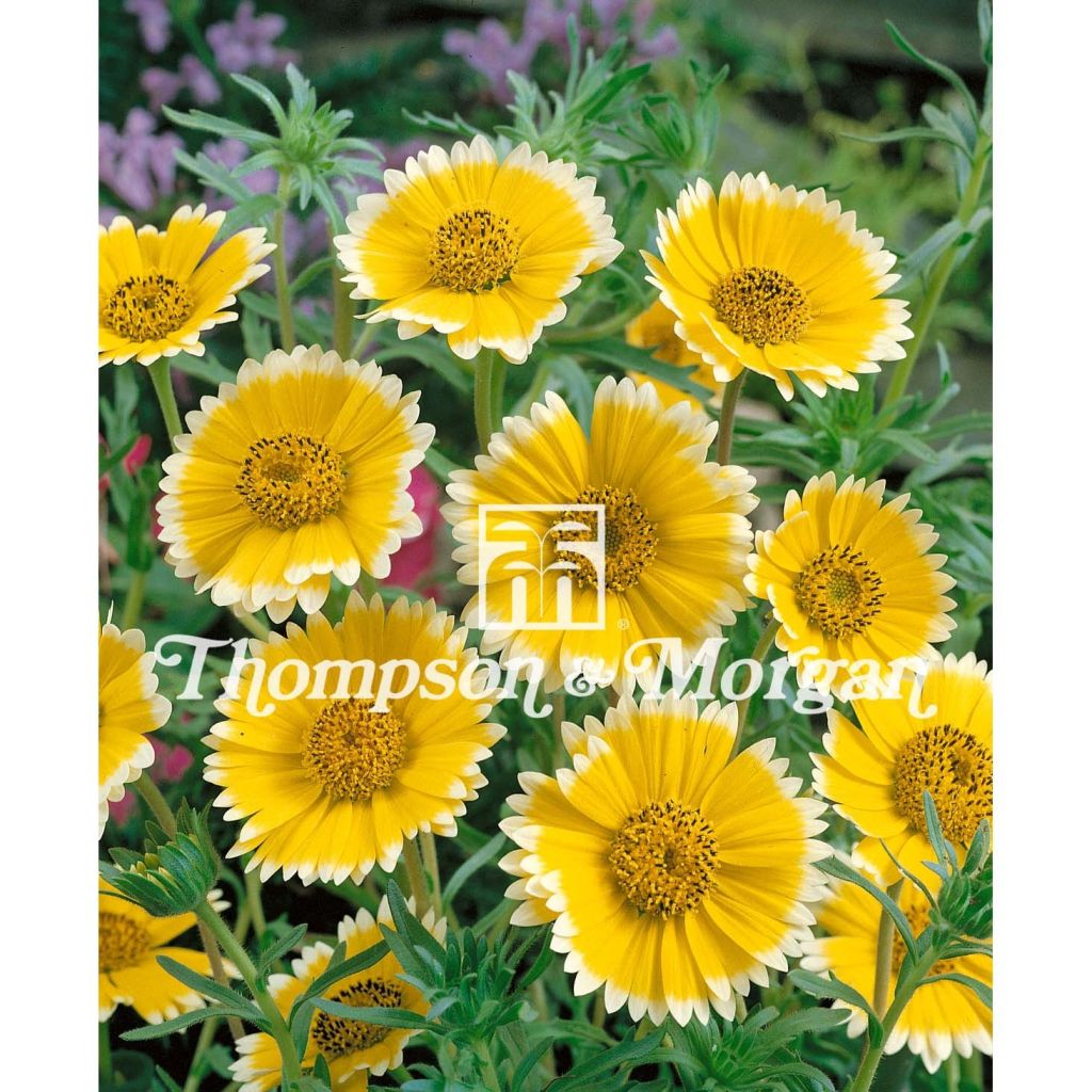 Layia platyglossa Tidy Tips (siemenet)