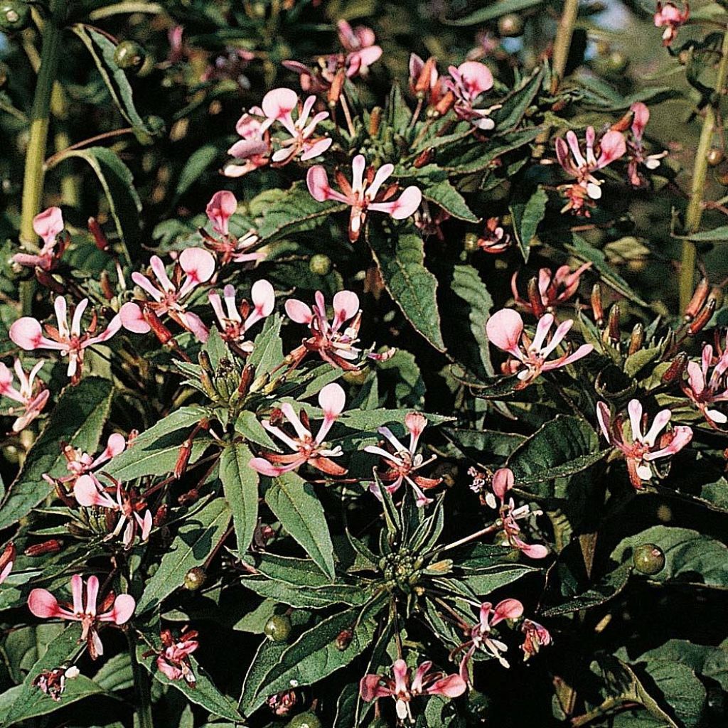 Lopezia cordata Pretty Rose (siemenet)