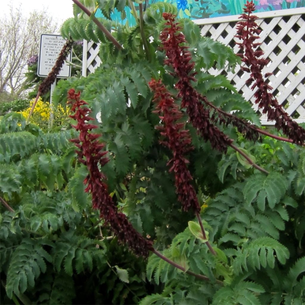 Melianthus major (siemenet)