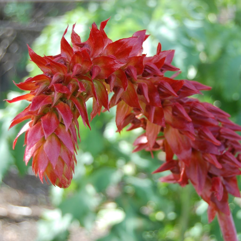 Melianthus major (siemenet)