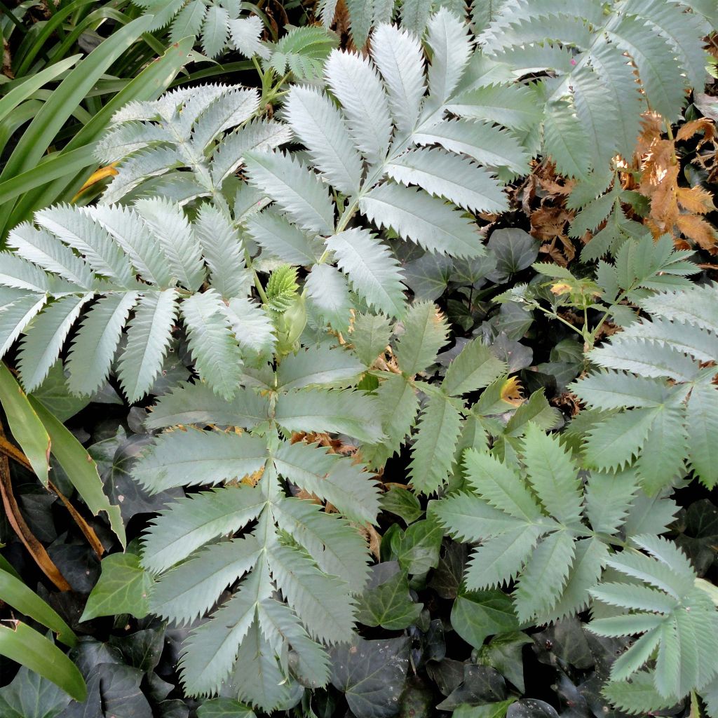 Melianthus major (siemenet)