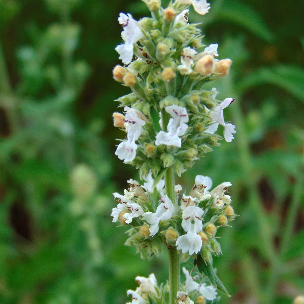 Aitokissanminttu (siemenet) - Nepeta cataria