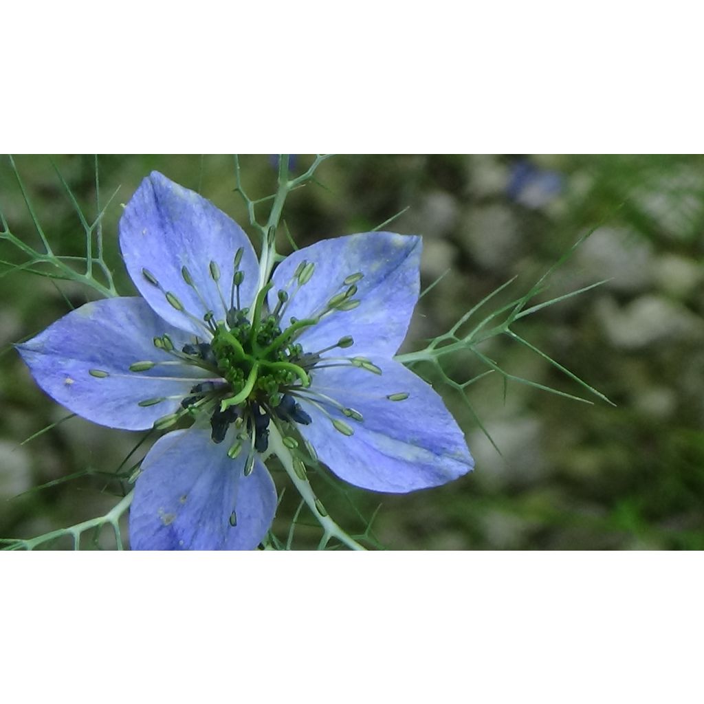 Tarhaneito Miss Jekyll Blue (siemenet)