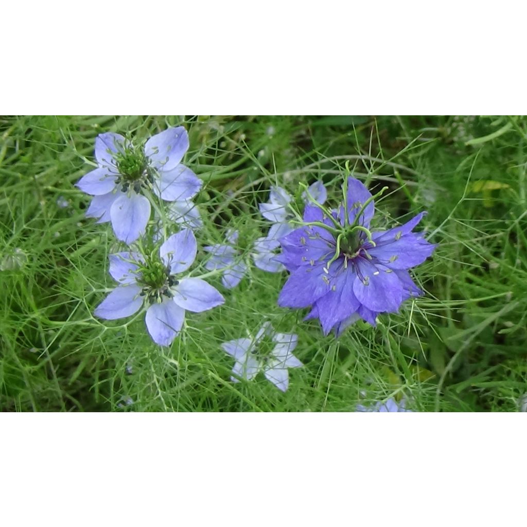 Tarhaneito Miss Jekyll Blue (siemenet)