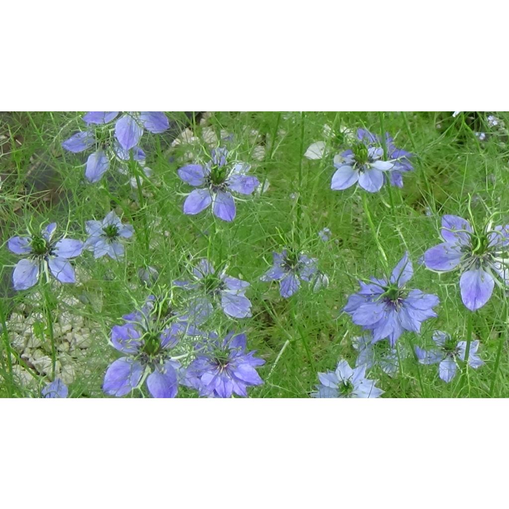 Tarhaneito Miss Jekyll Blue (siemenet)