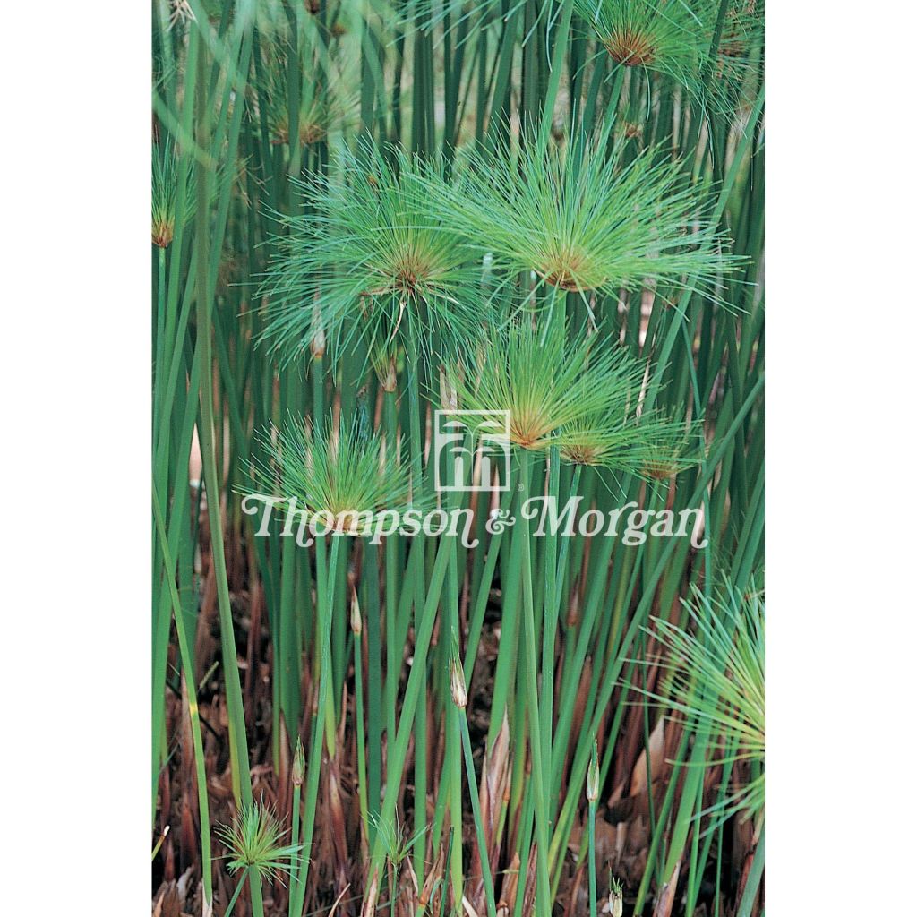 Papyruskaisla (siemenet) - Cyperus papyrus