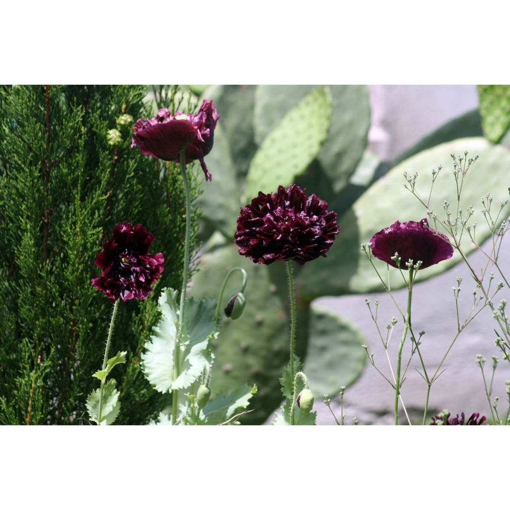 Oopiumiunikko Black Peony