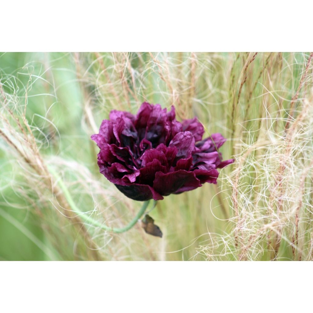 Oopiumiunikko Black Peony