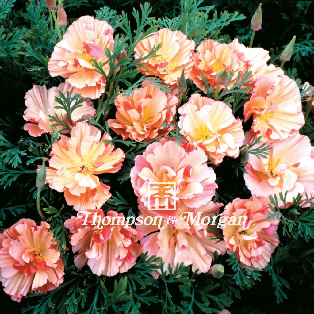 Kaliforniantuliunikko Appleblossom (siemenet)