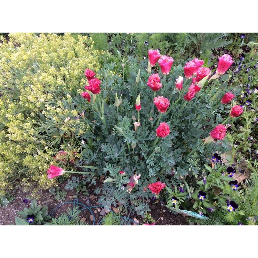 Kaliforniantuliunikko Color Champagne and Roses (siemenet)