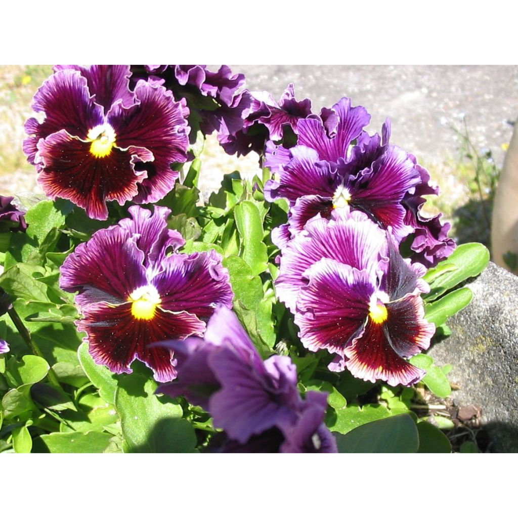 Tarhaorvokki Chalon Supreme Wildberry Mixed