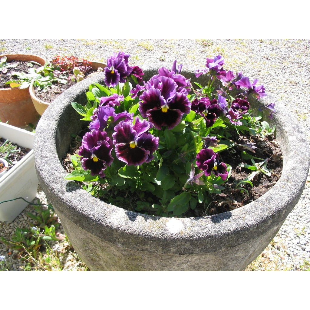 Tarhaorvokki Chalon Supreme Wildberry Mixed