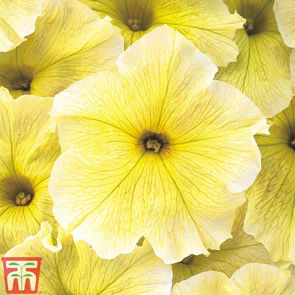Tarhapetunia Prism Sunshine F1 (siemenet)