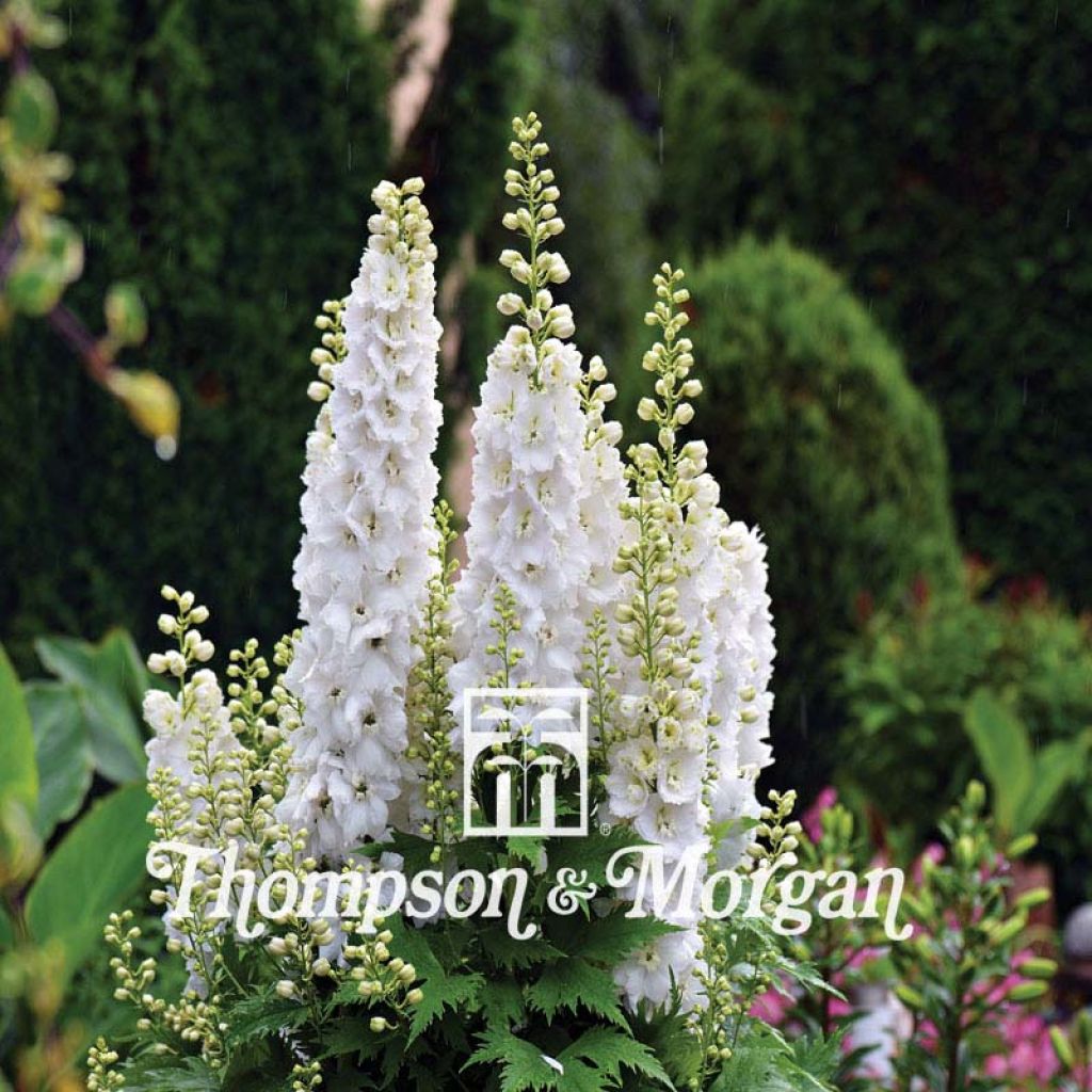 Rikkakukonkannus Qis White (siemenet) - Delphinium