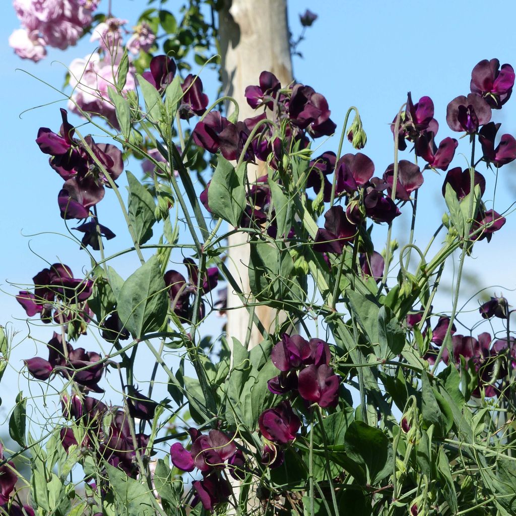 Tuoksuherne Beaujolais (siemenet)