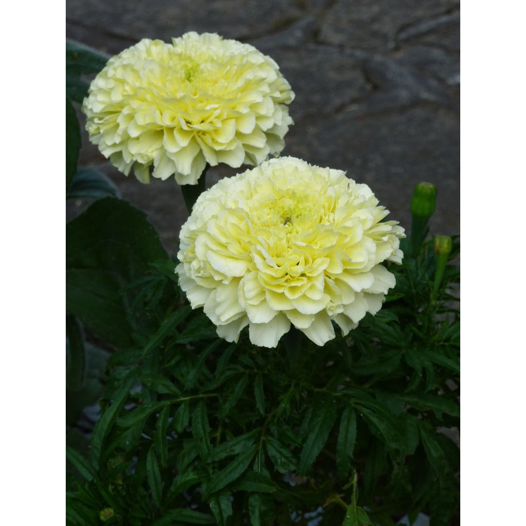 Isosamettikukka Vanilla (siemenet)