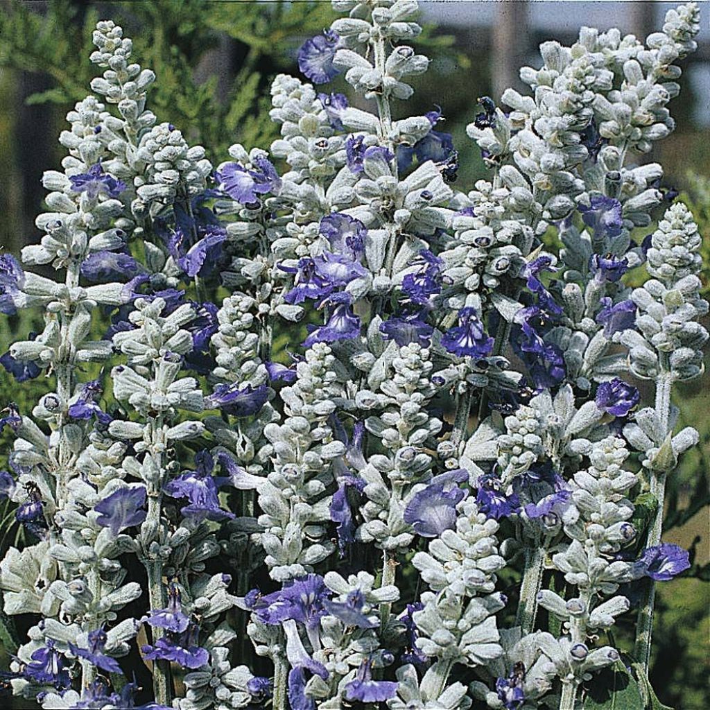 Härmesalvia Strata (siemenet)