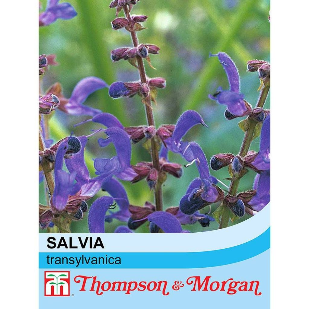 Keijunsalvia (siemenet) - Salvia transylvanica