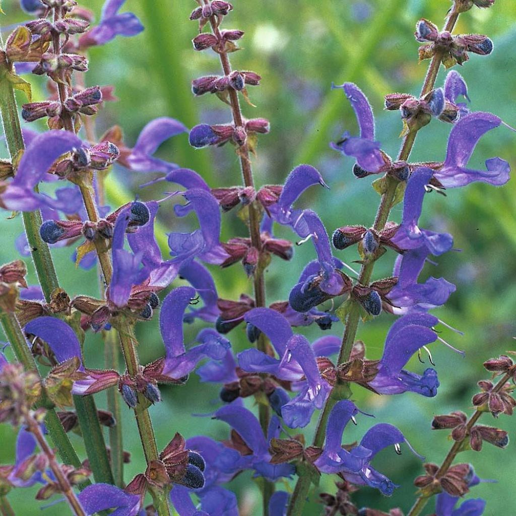 Keijunsalvia (siemenet) - Salvia transylvanica