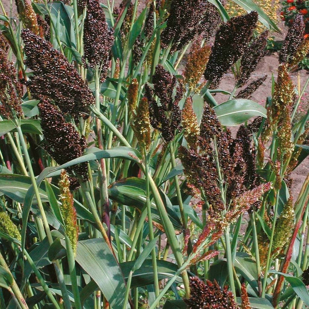 Durra (siemenet) - Sorghum nigrum