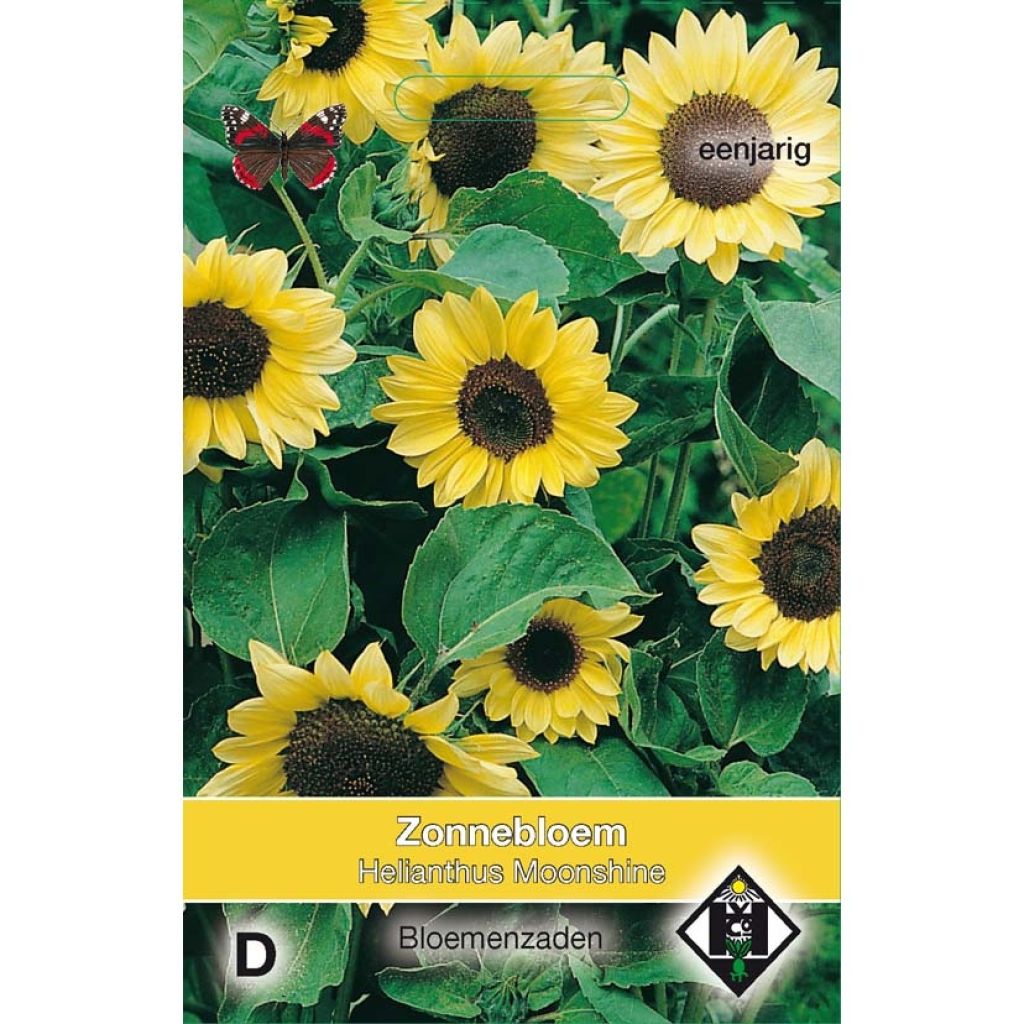 Isoauringonkukka Moonshine (siemenet)