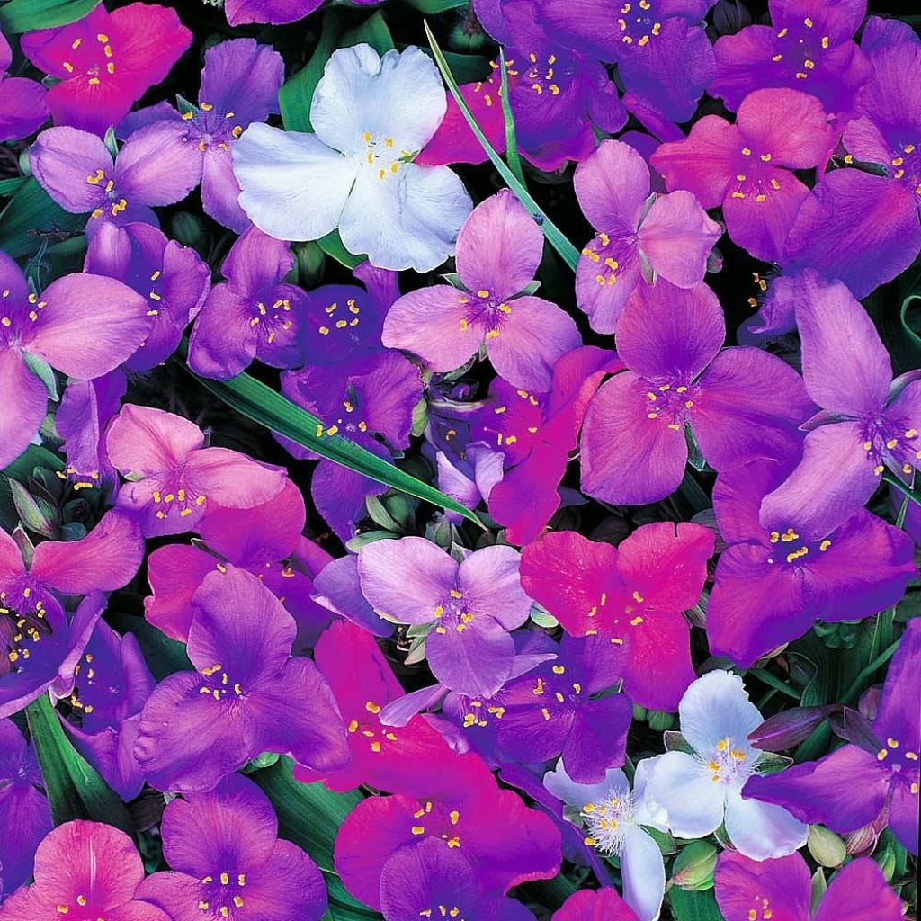 Tarhajuoru Mixed Colours (siemenet)