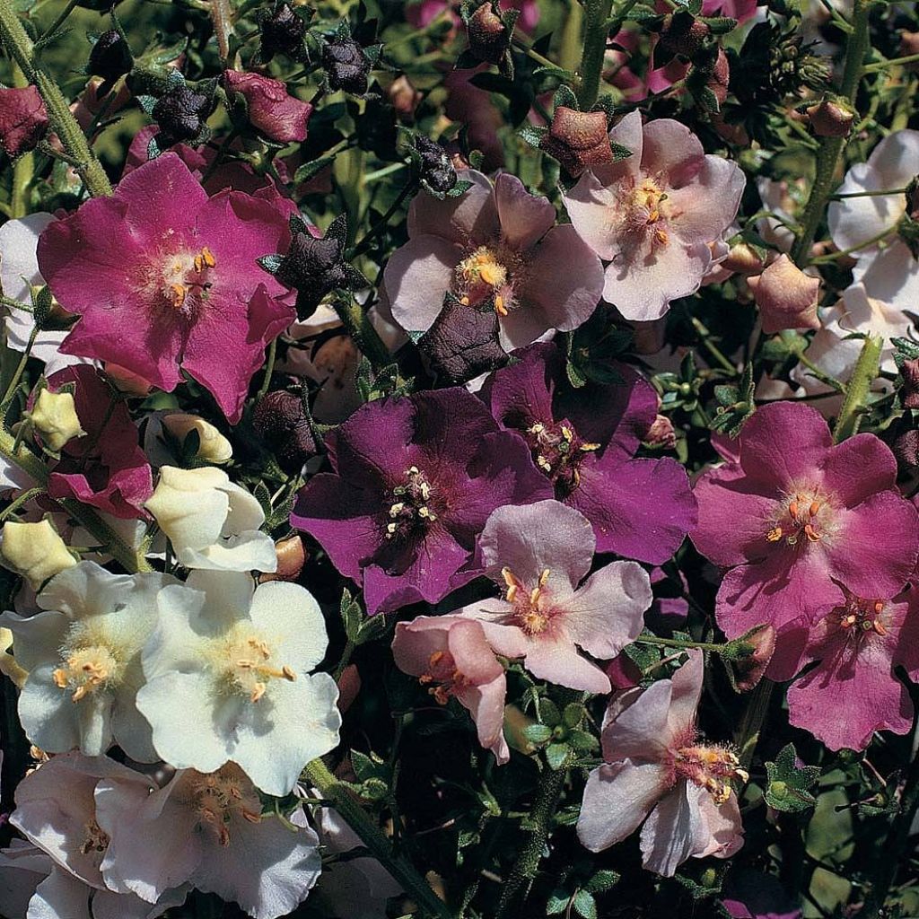 Purppuratulikukka Mix (siemenet)
