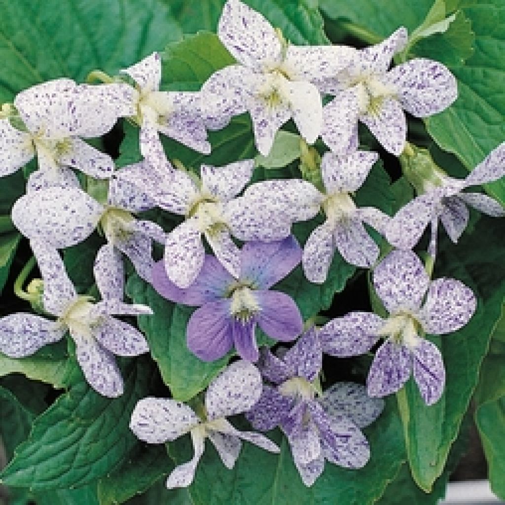 Perhosorvokki Freckles (siemenet)