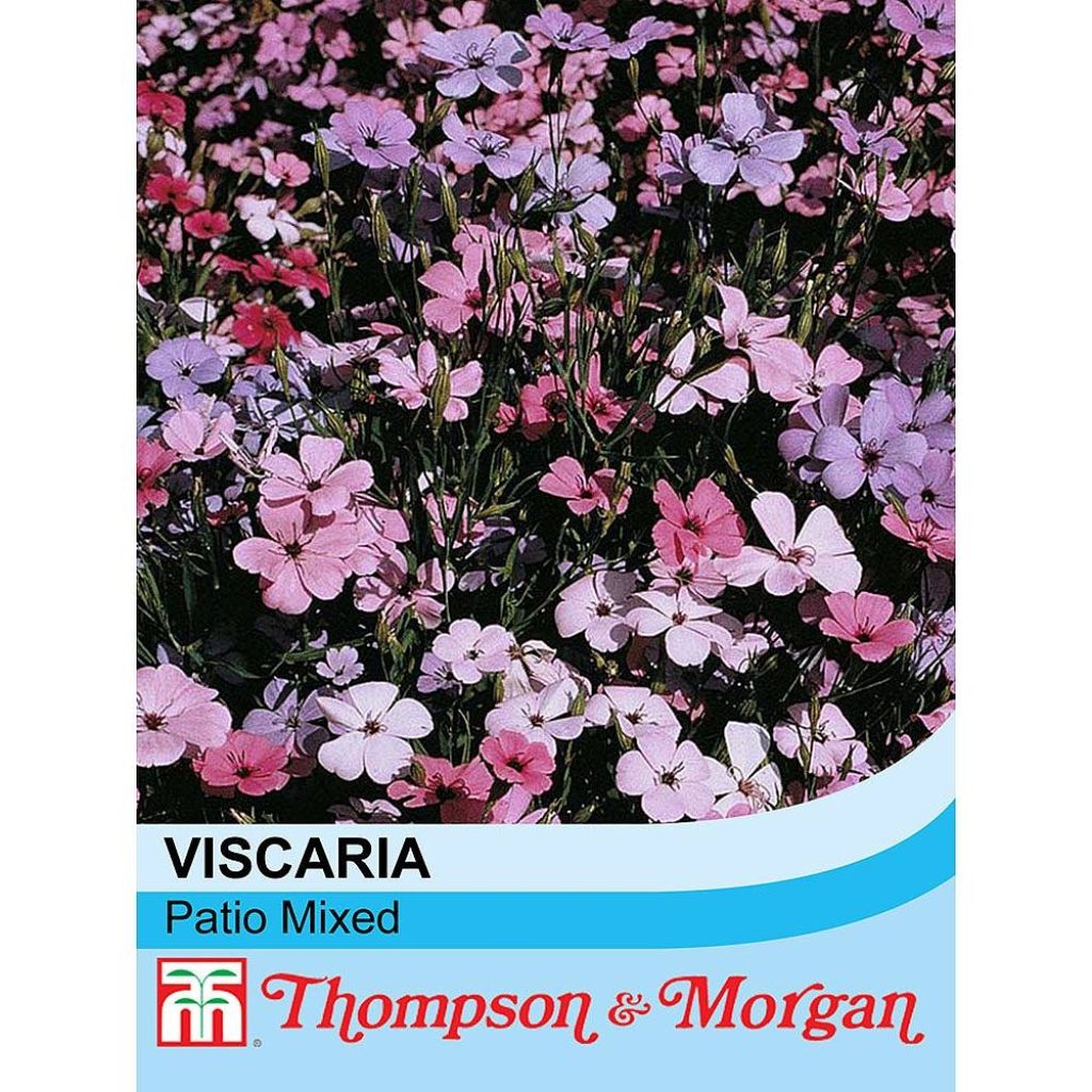 Sinikohokki Viscaria Patio mixed (siemenet)