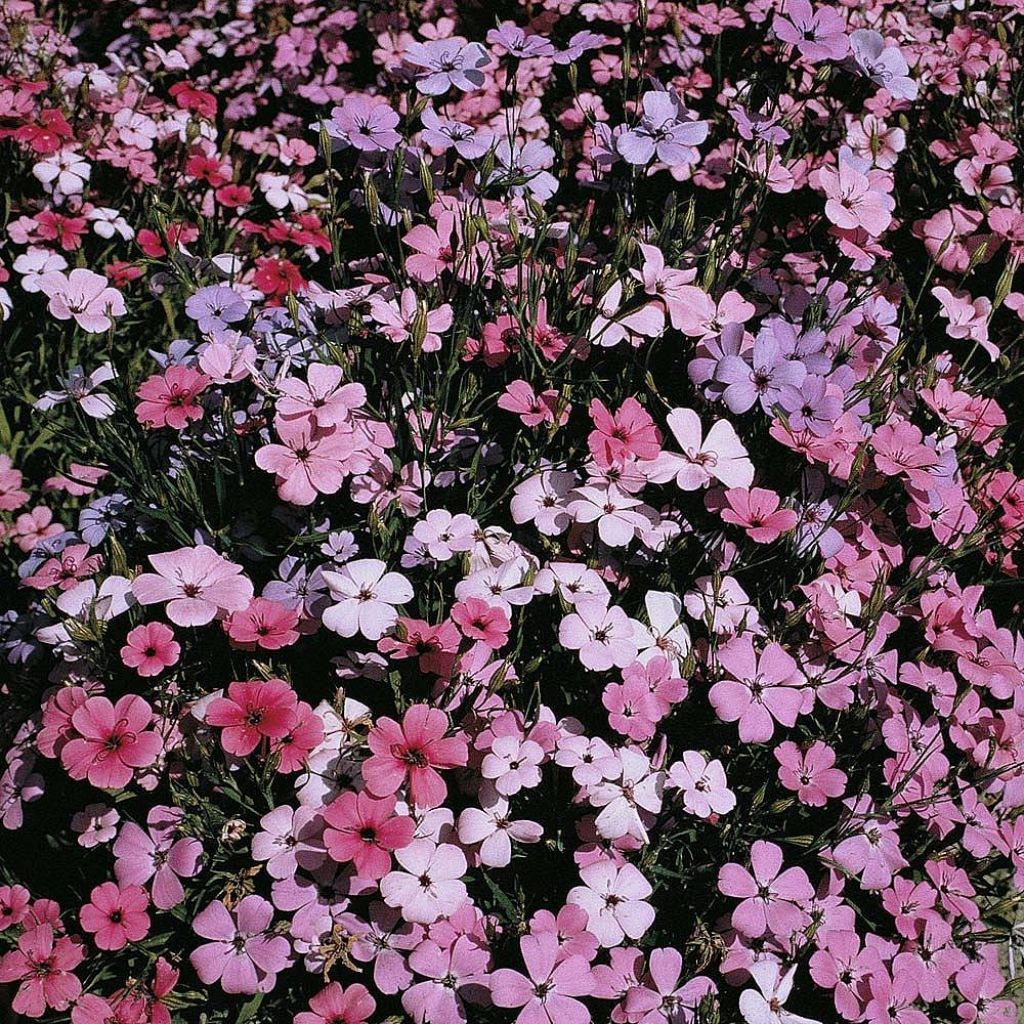 Sinikohokki Viscaria Patio mixed (siemenet)