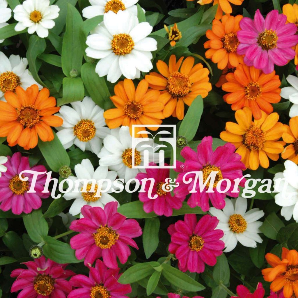 Isotsinnia Profusion Mixed (siemenet)