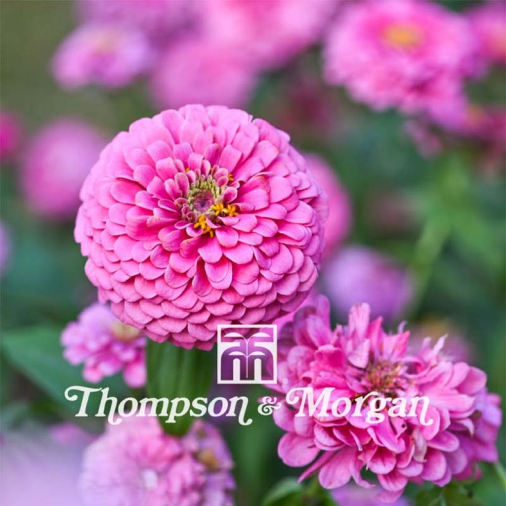 Isotsinnia Miss Willmott (siemenet)