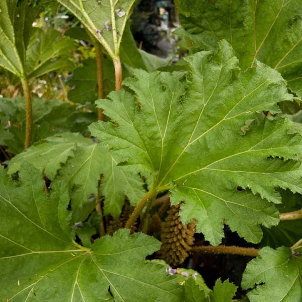 Jättigunnera - Gunnera manicata