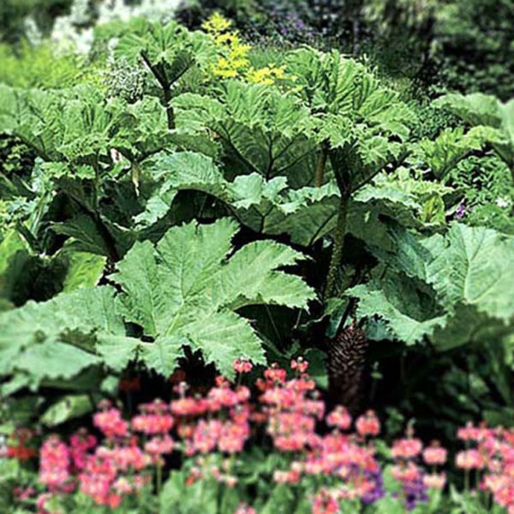 Jättigunnera - Gunnera manicata