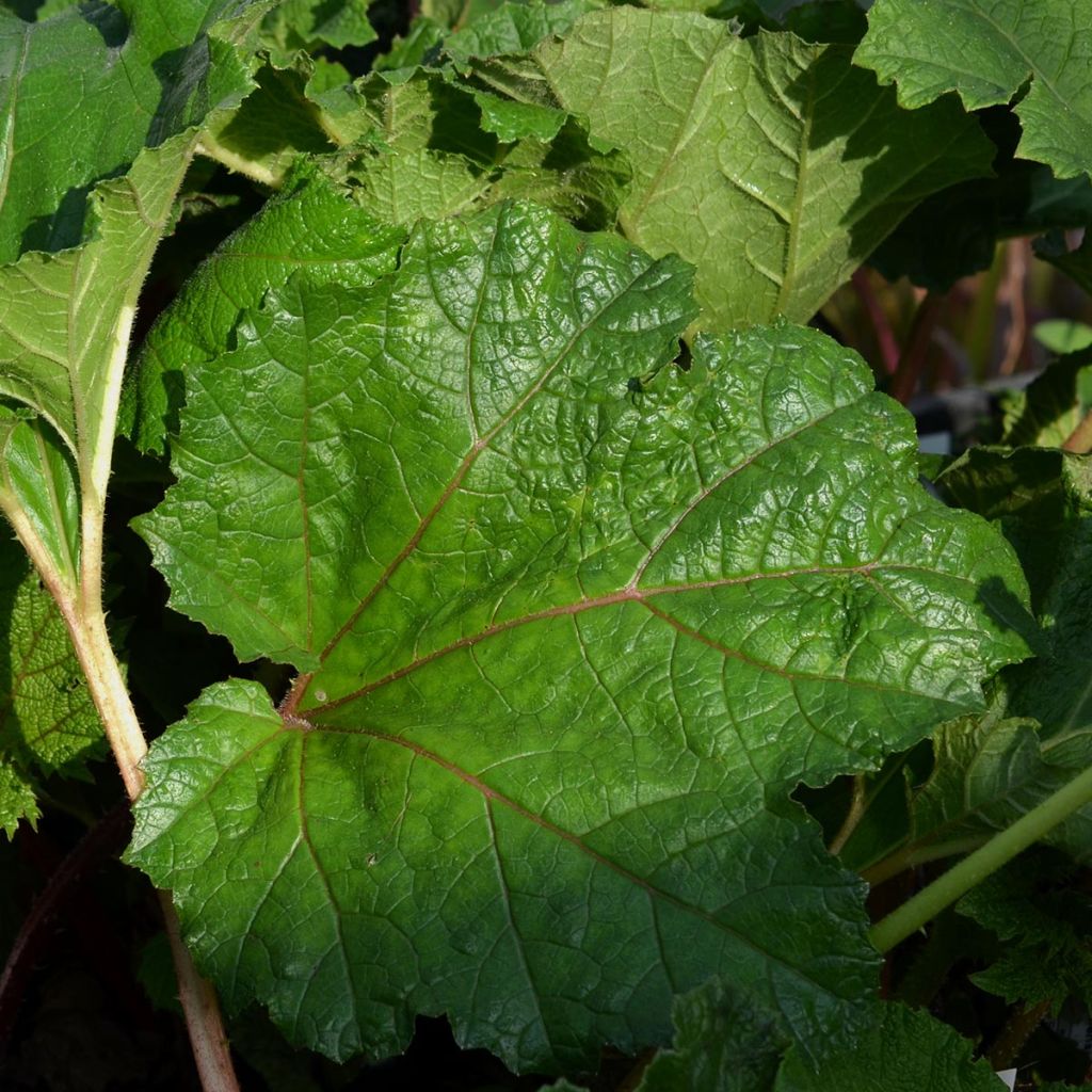 Jättigunnera - Gunnera manicata