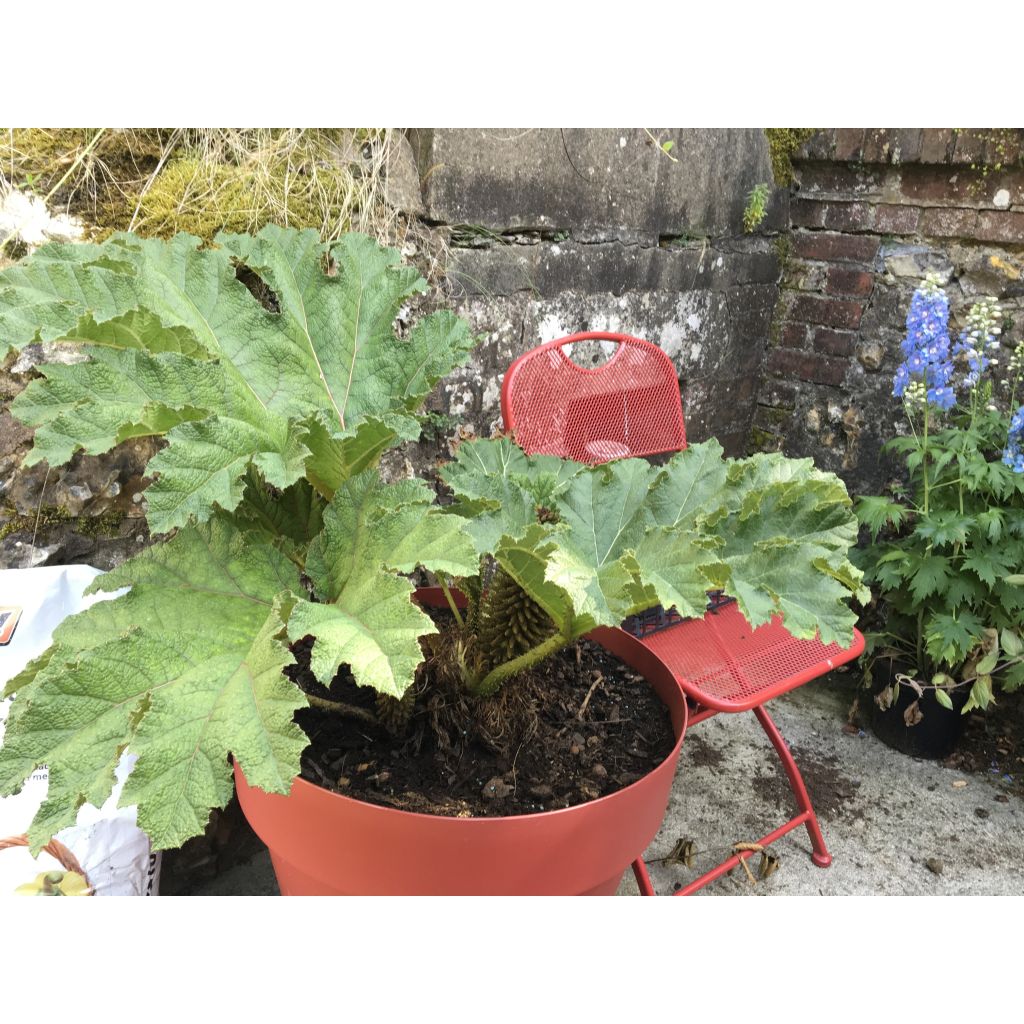 Jättigunnera - Gunnera manicata
