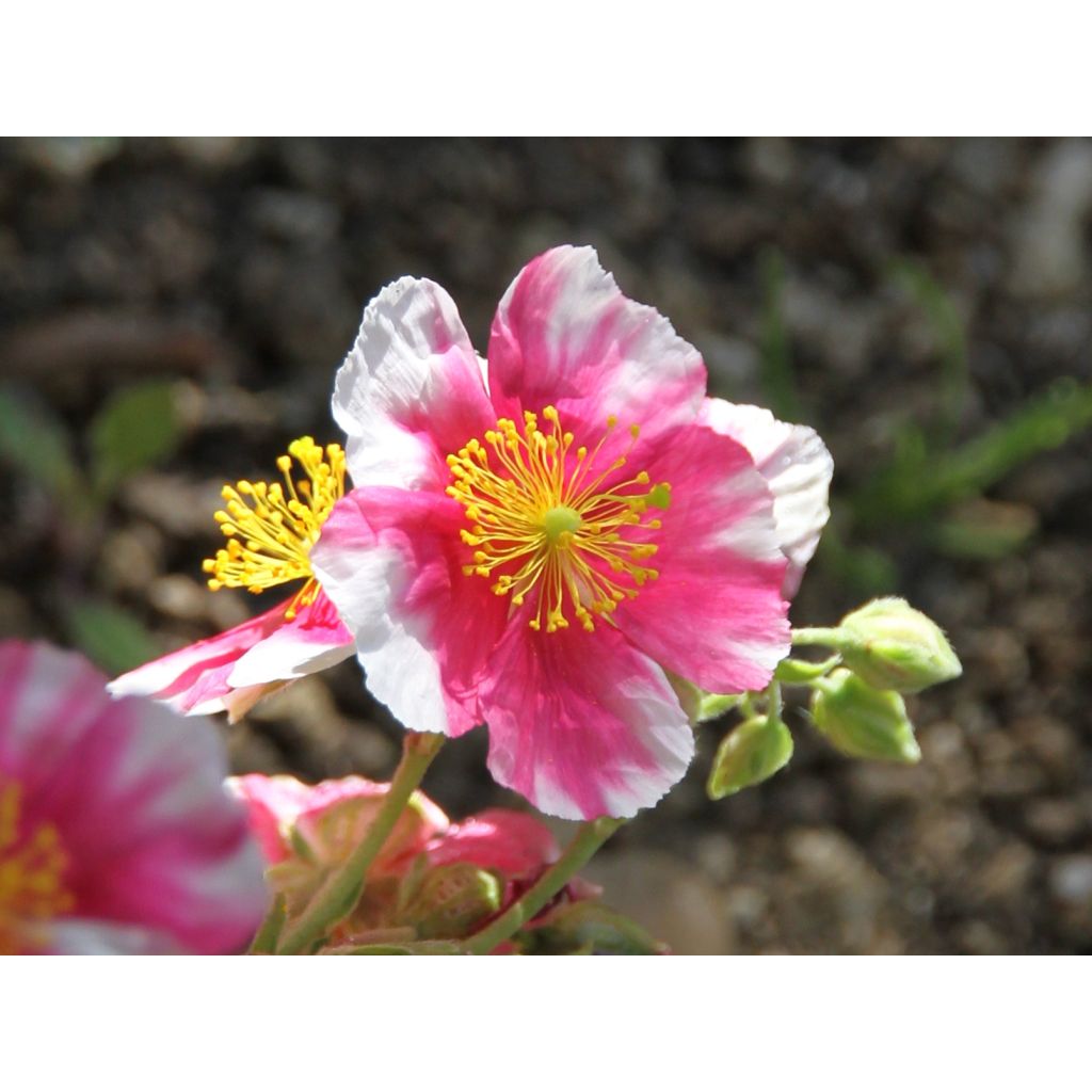 Päivännouto Raspberry Ripple