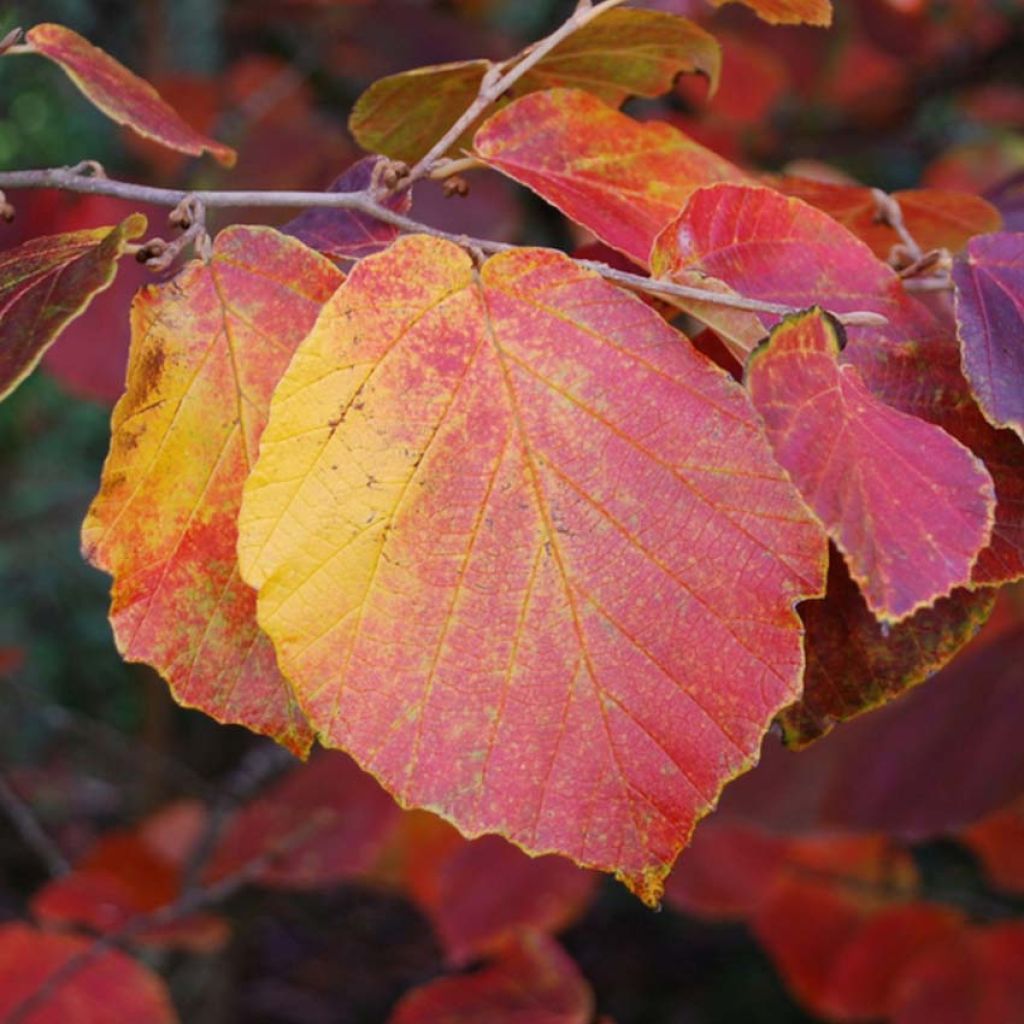 Puistotaikapähkinä Ruby Glow
